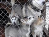Собаки, щенки Сибирский хаски, цена 1800 Грн., Фото