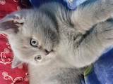 Кошки, котята Британская короткошерстная, цена 1600 Грн., Фото