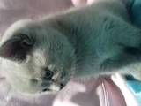 Кішки, кошенята Британська короткошерста, ціна 1600 Грн., Фото
