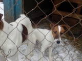Собаки, щенята Гладкошерста фокстер'єр, ціна 1100 Грн., Фото