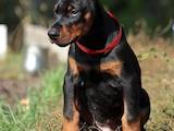 Собаки, щенята Доберман, ціна 17000 Грн., Фото