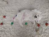 Собаки, щенята Бішон фрісе, ціна 9500 Грн., Фото