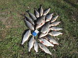 Охота, рыбалка Места для рыбалки, цена 200 Грн., Фото