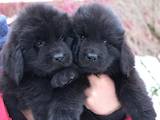 Собаки, щенята Ньюфаундленд, ціна 9000 Грн., Фото