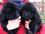 Собаки, щенки Ньюфаундленд, цена 9000 Грн., Фото