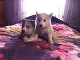 Собаки, щенята Сибірський хаськи, ціна 2800 Грн., Фото