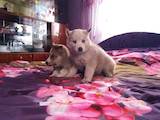 Собаки, щенки Сибирский хаски, цена 2800 Грн., Фото