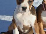 Собаки, щенки Американский стаффордширский терьер, цена 4500 Грн., Фото