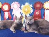 Кішки, кошенята Російська блакитна, ціна 15000 Грн., Фото