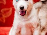 Собаки, щенята Сибірський хаськи, ціна 3700 Грн., Фото
