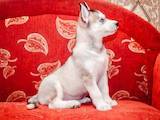 Собаки, щенки Сибирский хаски, цена 3700 Грн., Фото