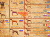 Собаки, щенки Родезийский риджбек, цена 28000 Грн., Фото