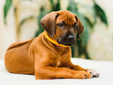 Собаки, щенята Родезійського ріджбек, ціна 28000 Грн., Фото