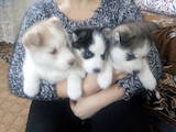 Собаки, щенки Сибирский хаски, цена 3100 Грн., Фото