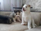 Собаки, щенята Сибірський хаськи, ціна 3100 Грн., Фото