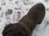 Собаки, щенята Жорсткошерста такса, ціна 2200 Грн., Фото