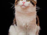 Кішки, кошенята Мейн-кун, ціна 13800 Грн., Фото