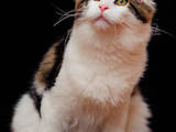 Кішки, кошенята Мейн-кун, ціна 13800 Грн., Фото