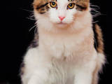 Кошки, котята Мэйн-кун, цена 13800 Грн., Фото