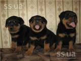 Собаки, щенки Ротвейлер, цена 3000 Грн., Фото