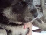 Собаки, щенята Східно-сибірська лайка, ціна 2000 Грн., Фото
