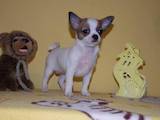 Собаки, щенки Чихуа-хуа, цена 4500 Грн., Фото