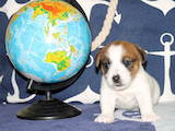 Собаки, щенки Джек Рассел терьер, цена 8000 Грн., Фото