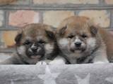 Собаки, щенки Акита-ину, цена 7000 Грн., Фото