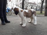 Собаки, щенята Сенбернар, ціна 10000 Грн., Фото