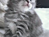 Кішки, кошенята Мейн-кун, ціна 14000 Грн., Фото