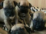 Собаки, щенки Южноафриканский бурбуль, цена 5500 Грн., Фото