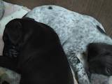 Собаки, щенята Німецька гладкошерста лягава, ціна 5200 Грн., Фото