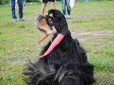 Собаки, щенята Американський коккер, ціна 7000 Грн., Фото
