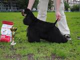 Собаки, щенята Американський коккер, ціна 7000 Грн., Фото