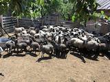 Тваринництво,  Сільгосп тварини Барани, вівці, ціна 2800 Грн., Фото