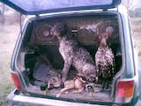Собаки, щенята Німецька гладкошерста лягава, ціна 10 Грн., Фото