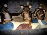 Собаки, щенки Русский гладкошерстный тойтерьер, цена 2500 Грн., Фото