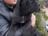Собаки, щенята Кане Корсо, ціна 8000 Грн., Фото