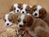 Собаки, щенки Кавалер-Кинг-Чарльз спаниель, цена 18600 Грн., Фото