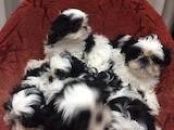 Собаки, щенята Ши-тцу, ціна 3800 Грн., Фото