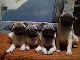 Собаки, щенки Мопс, цена 4500 Грн., Фото