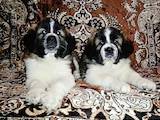Собаки, щенки Московская сторожевая, цена 14000 Грн., Фото