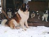Собаки, щенки Московская сторожевая, цена 14000 Грн., Фото