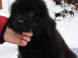 Собаки, щенки Ньюфаундленд, цена 9000 Грн., Фото