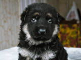 Собаки, щенята Східно-Європейська вівчарка, ціна 5000 Грн., Фото