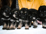 Собаки, щенки Восточно-Европейская овчарка, цена 5000 Грн., Фото