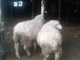 Тваринництво,  Сільгосп тварини Барани, вівці, ціна 8500 Грн., Фото
