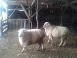 Животноводство,  Сельхоз животные Бараны, овцы, цена 8500 Грн., Фото