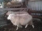 Тваринництво,  Сільгосп тварини Барани, вівці, ціна 8500 Грн., Фото