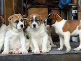 Собаки, щенки Среднеазиатская овчарка, цена 5000 Грн., Фото
